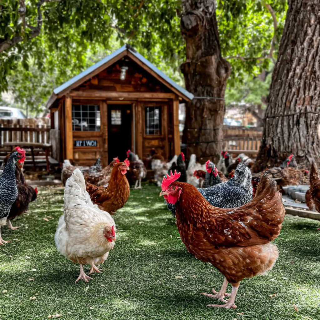 Spacious Chicken Run With Shade Cover